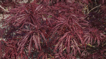 Acer palmatum 'Ornatum' solitair