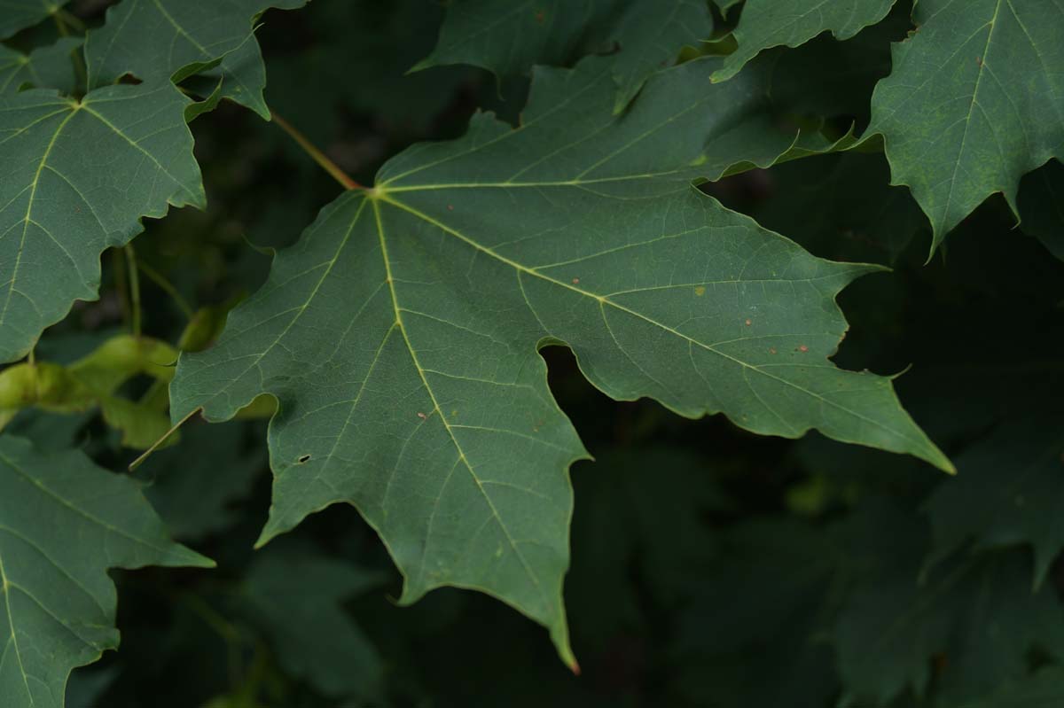 Acer platanoides op stam blad