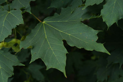 Acer platanoides solitair blad