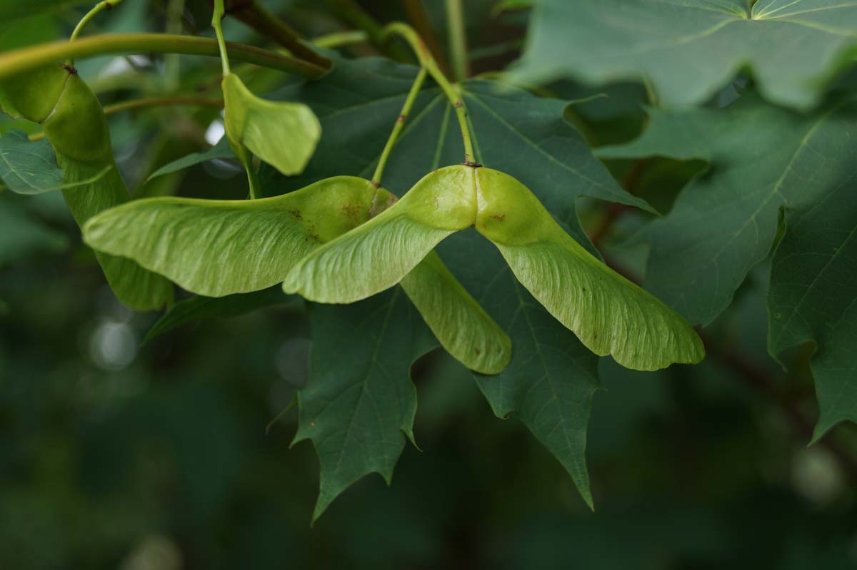 Acer platanoides op stam zaaddoos