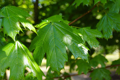 Acer platanoides op stam blad