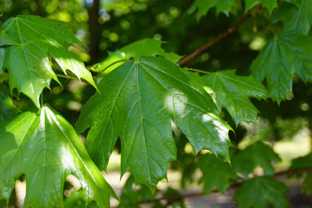 Acer platanoides meerstammig / struik blad