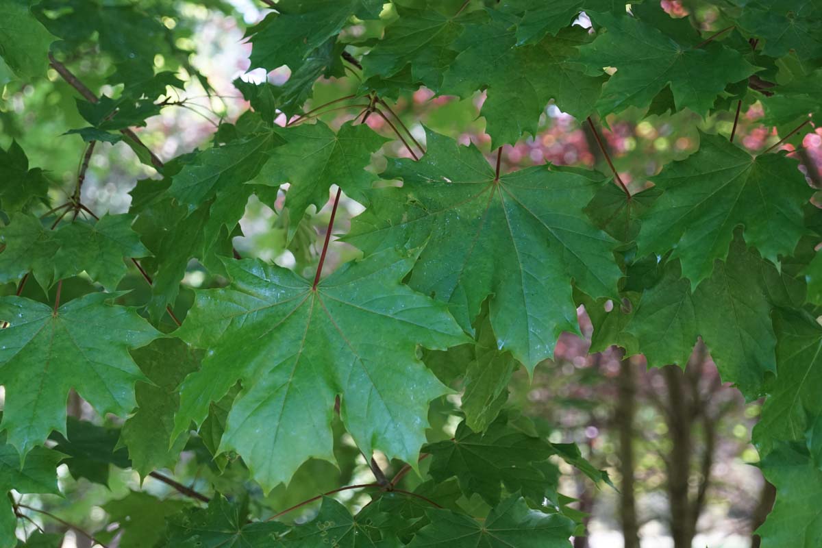 Acer platanoides meerstammig / struik blad