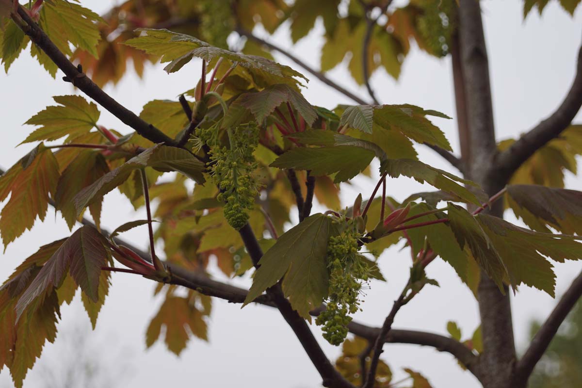 Acer palmatum 'Purpureum' meerstammig / struik