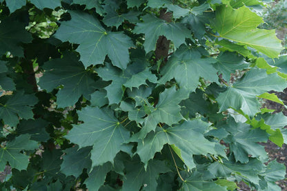 Acer platanoides 'Columnare' solitair blad