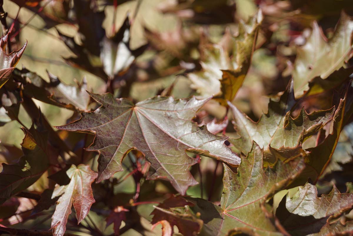 Acer platanoides 'Crimson Sentry' op stam blad