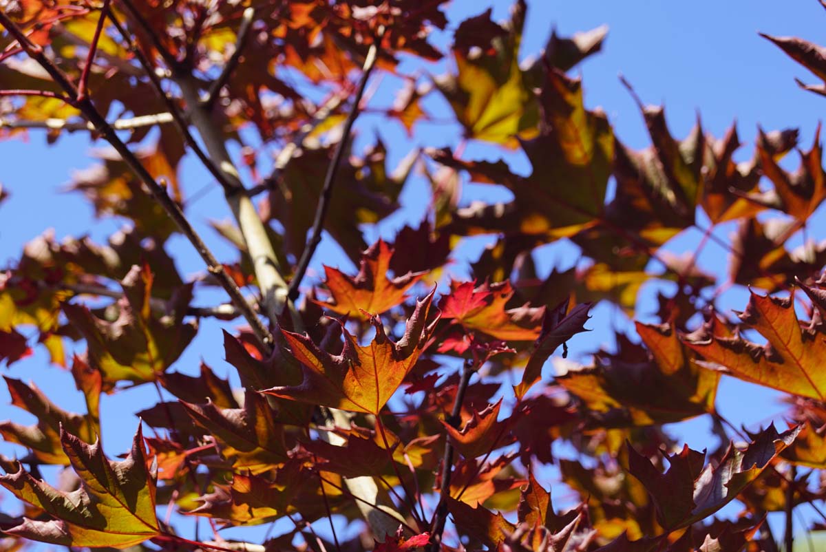 Acer platanoides 'Crimson Sentry' op stam blad