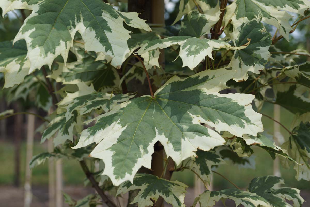 Acer platanoides 'Drummondii' meerstammig / struik blad