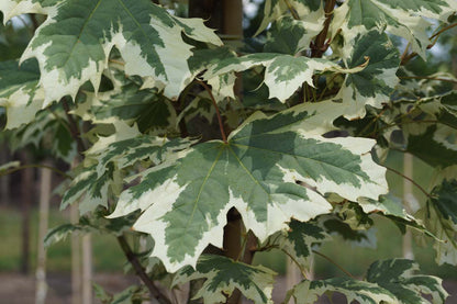 Acer platanoides 'Drummondii' meerstammig / struik blad