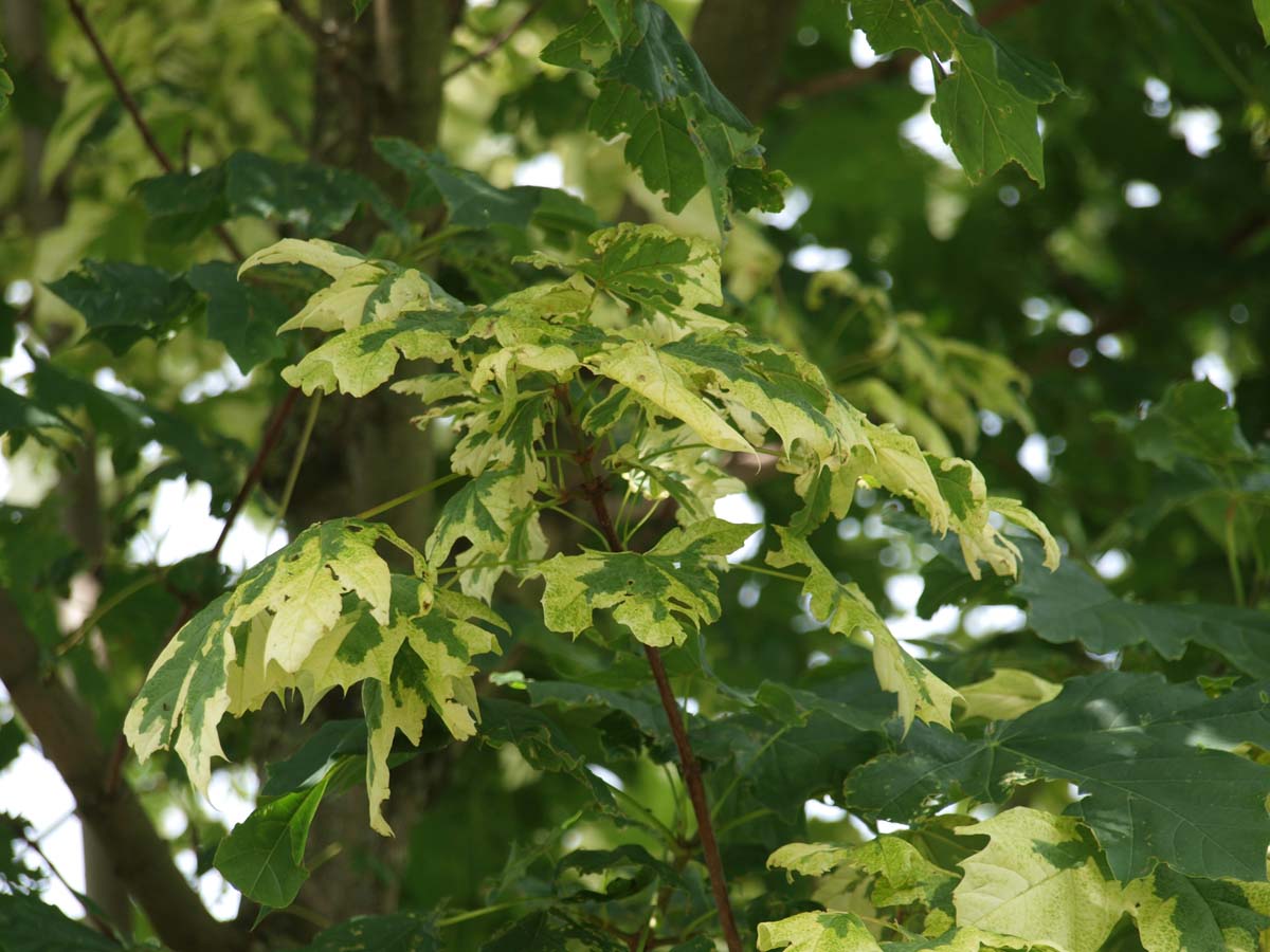 Acer platanoides 'Drummondii' op stam blad