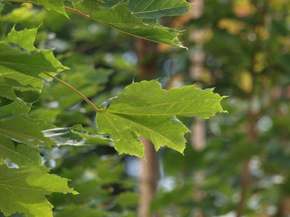 Acer platanoides 'Emerald Queen' solitair