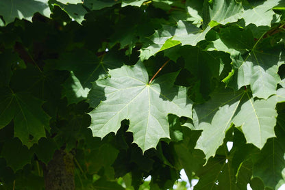 Acer platanoides 'Farlake's Green' op stam