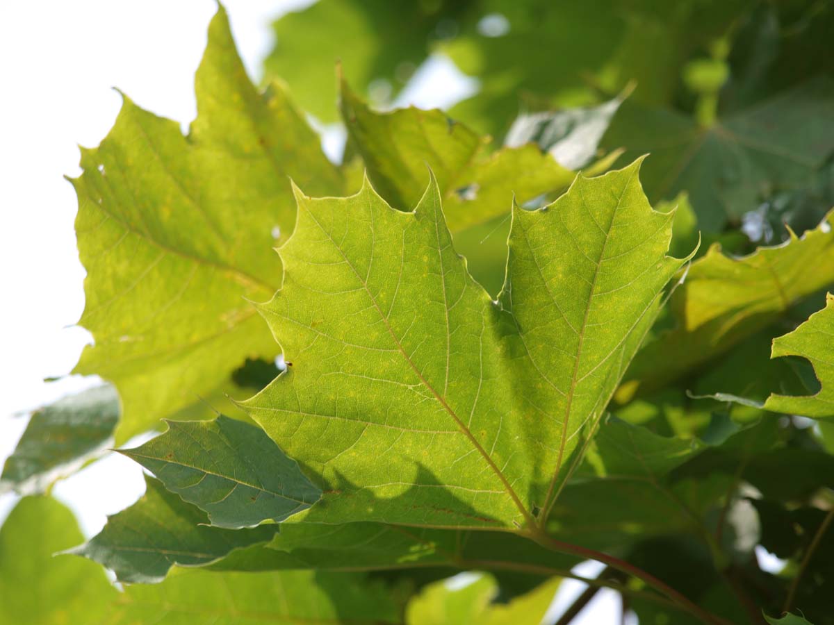 Acer platanoides 'Farlake's Green' op stam