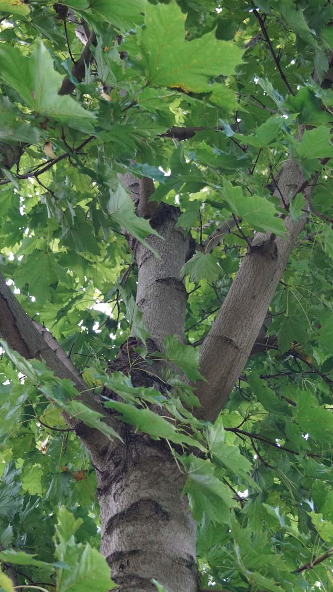 Acer platanoides 'Olmsted' op stam stam