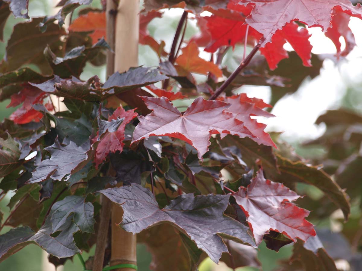 Acer platanoides 'Royal Red' leiboom blad