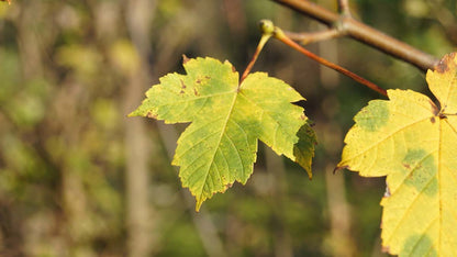 Acer pseudoplatanus Tuinplanten herfstkleur