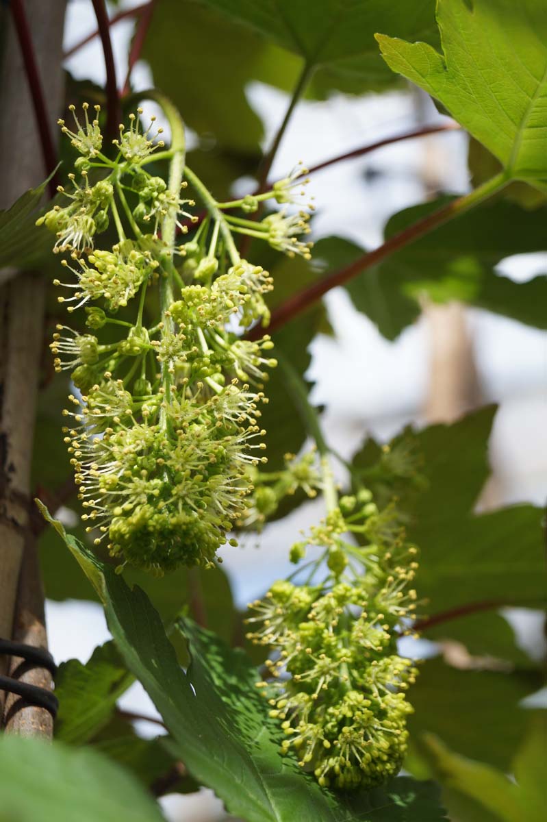 Acer pseudoplatanus 'Purpureum' meerstammig / struik