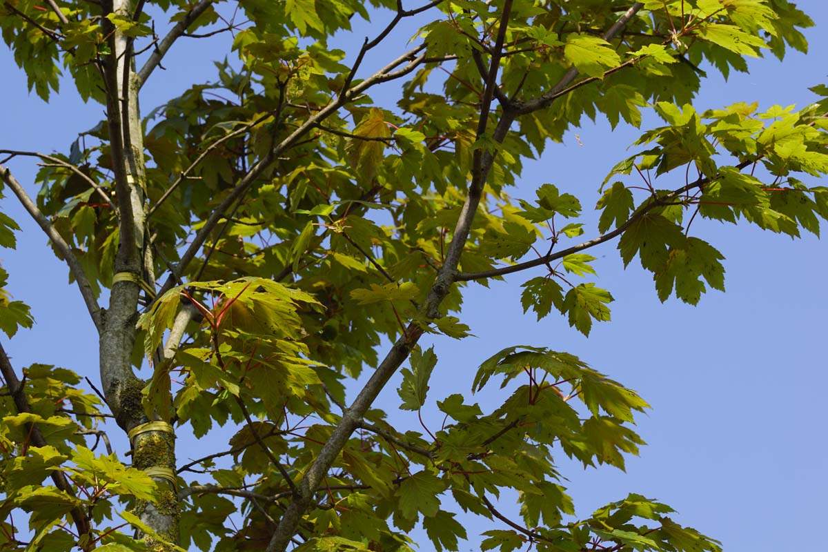 Acer pseudoplatanus 'Purpureum' meerstammig / struik