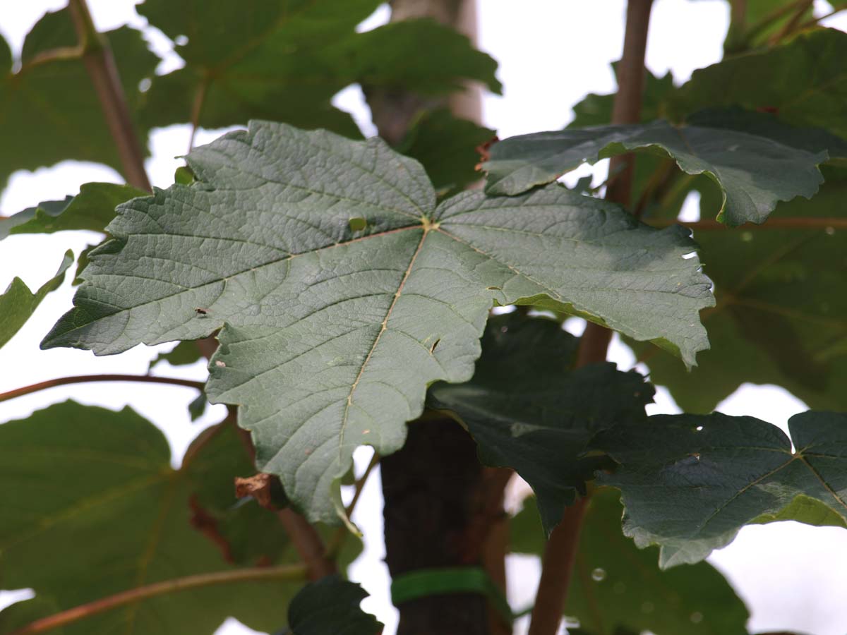 Acer pseudoplatanus 'Rotterdam' op stam