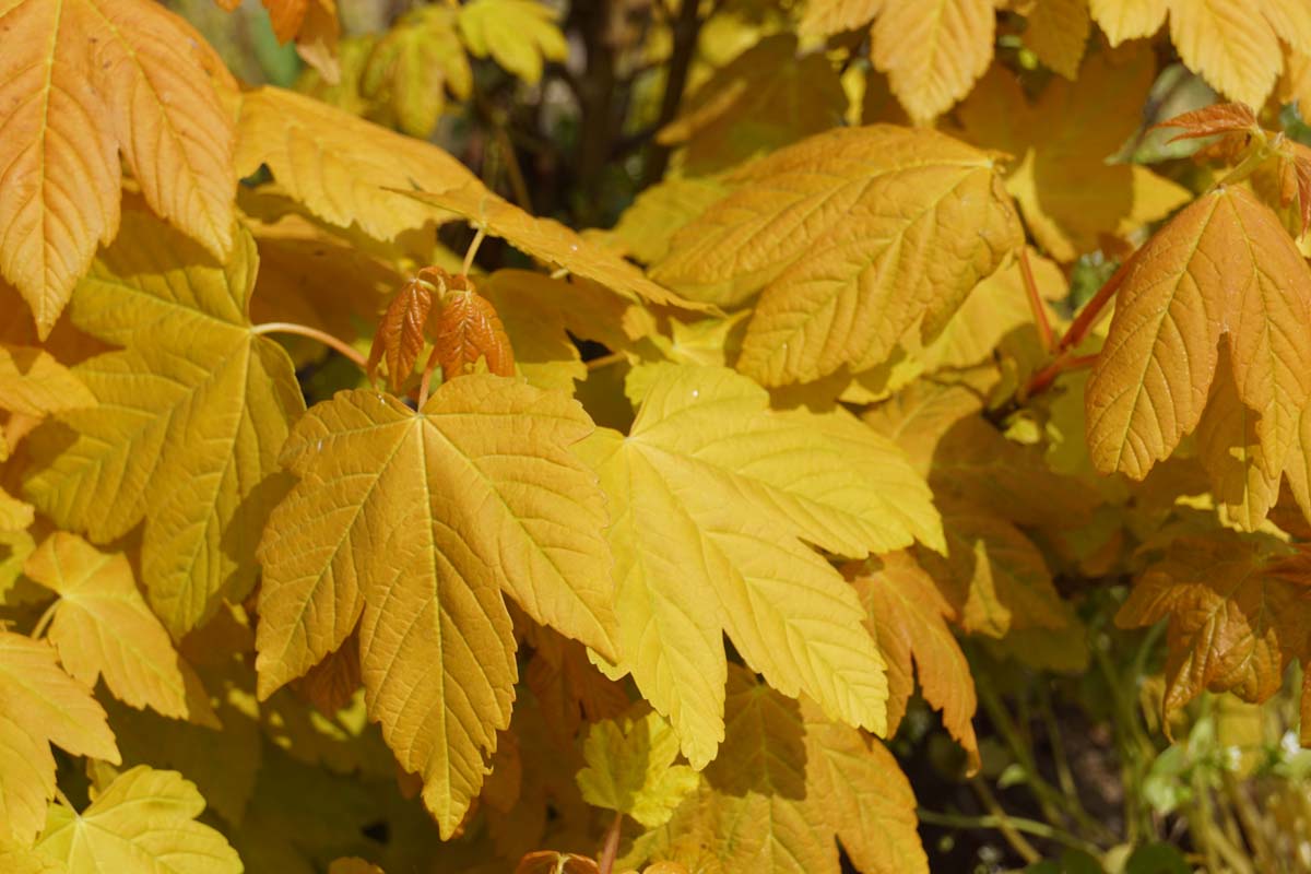 Acer pseudoplatanus 'Worley' op stam