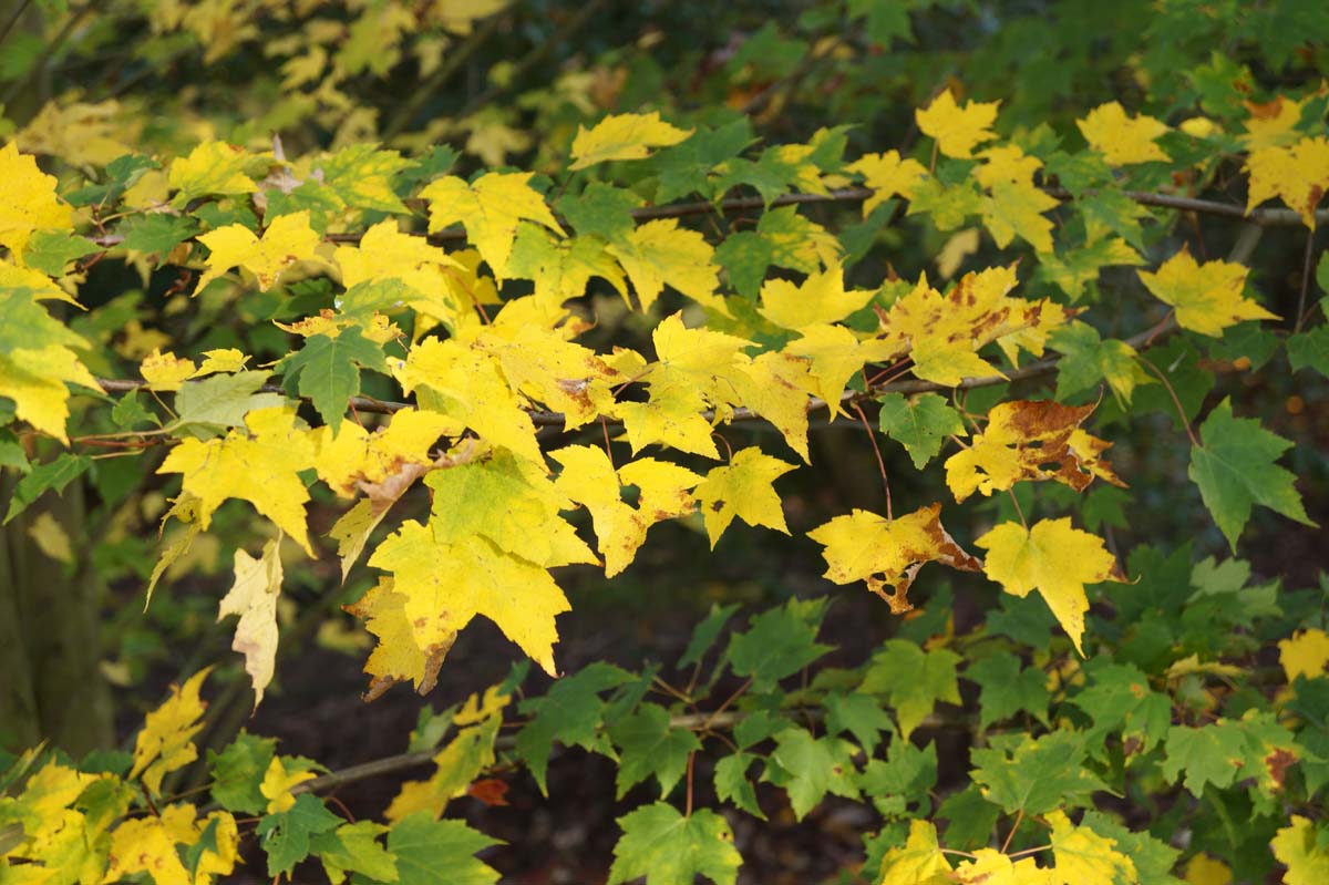 Acer rubrum leiboom