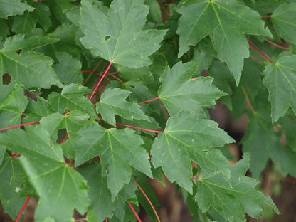 Acer rubrum 'October Glory' op stam