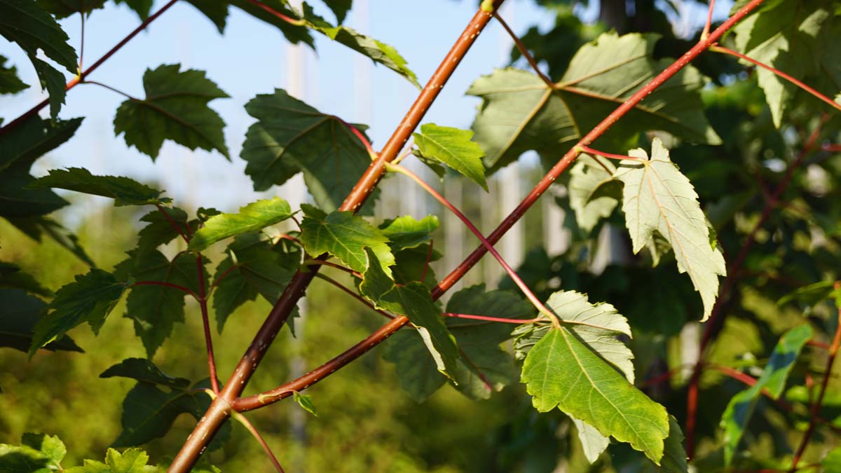 Acer rubrum 'October Glory' op stam