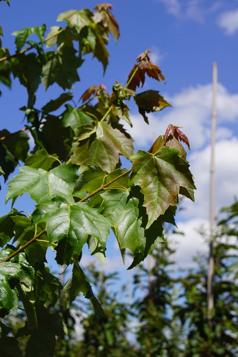 Acer rubrum 'Red King' op stam blad