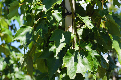 Acer rubrum 'Red King' op stam stam