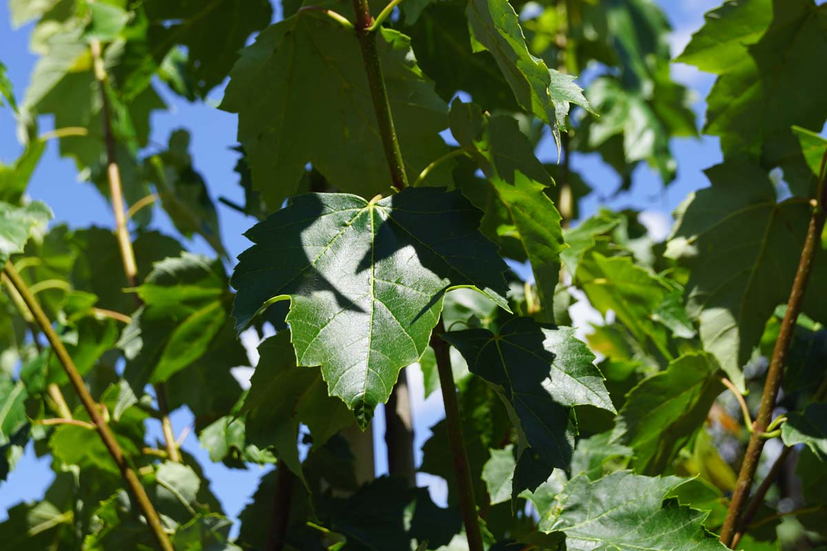 Acer rubrum 'Red King' op stam stam