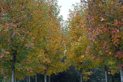 Acer rubrum 'Scanlon' solitair herfstkleur