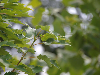 Acer rubrum 'Karpick' op stam