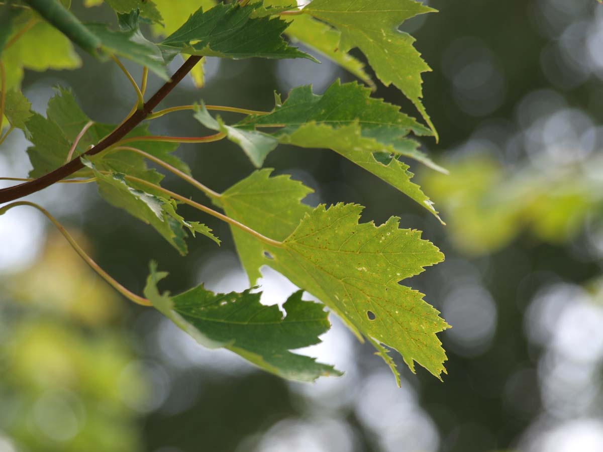 Acer rubrum 'Karpick' op stam