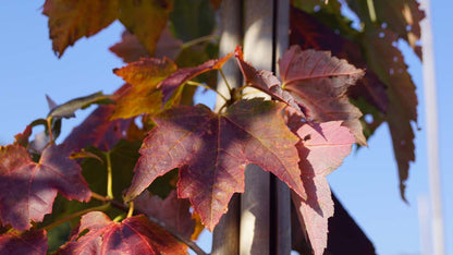 Acer saccharinum haagplant herfstkleur