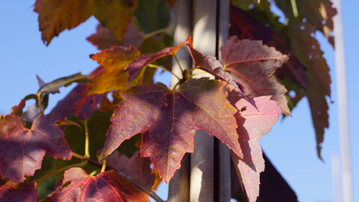 Acer saccharinum meerstammig / struik herfstkleur