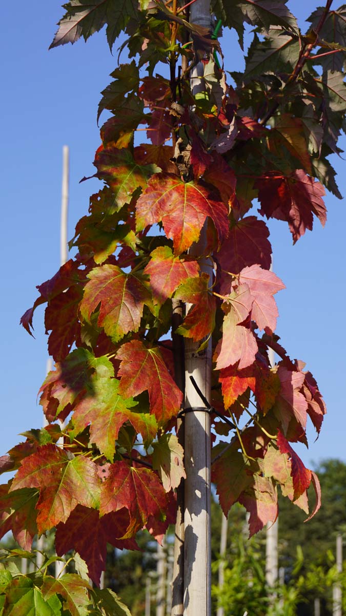 Acer saccharinum solitair herfstkleur