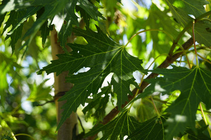 Acer saccharinum 'Laciniatum Wieri' op stam blad