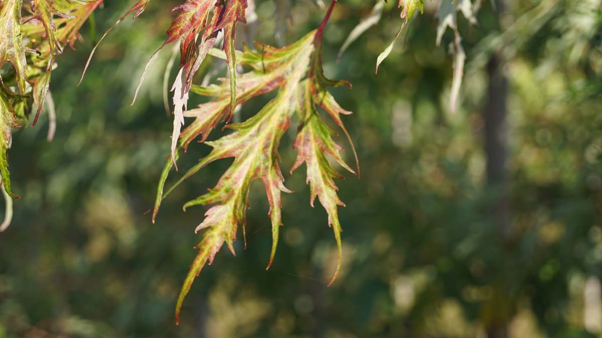 Acer saccharinum 'Laciniatum Wieri' op stam blad