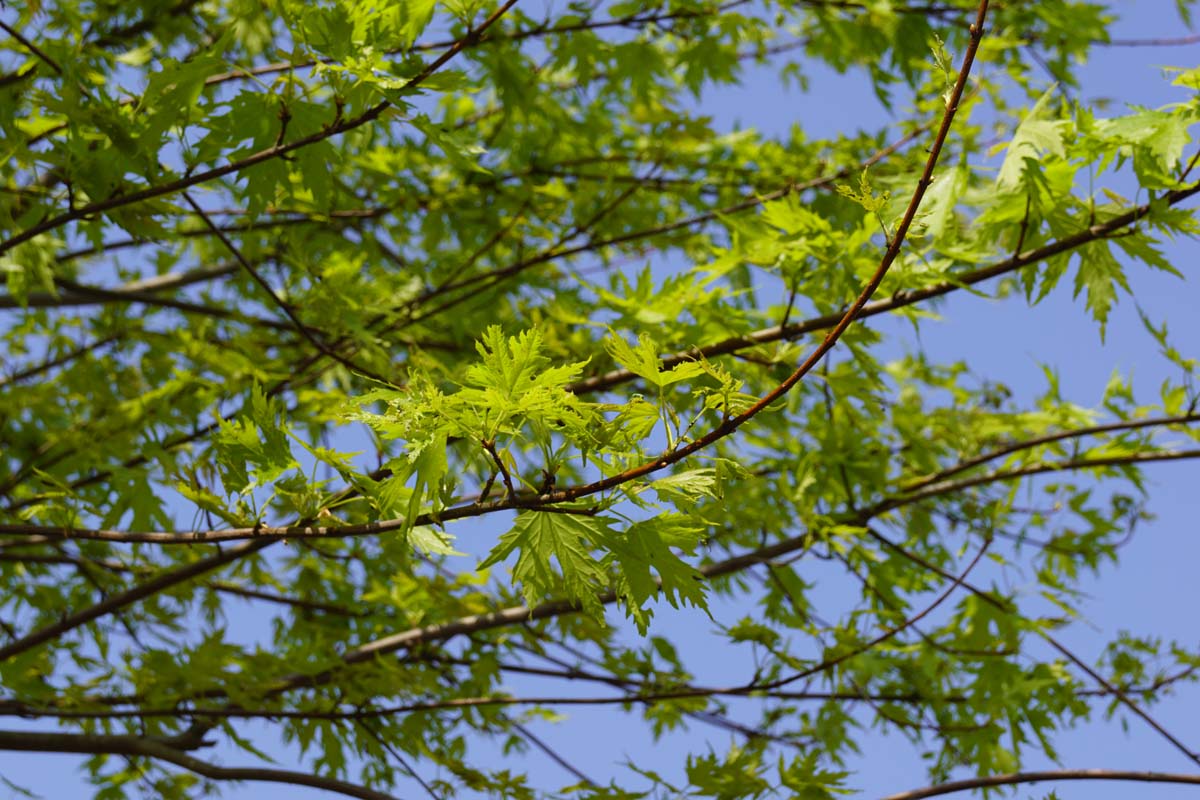 Acer saccharinum 'Laciniatum Wieri' op stam twijg