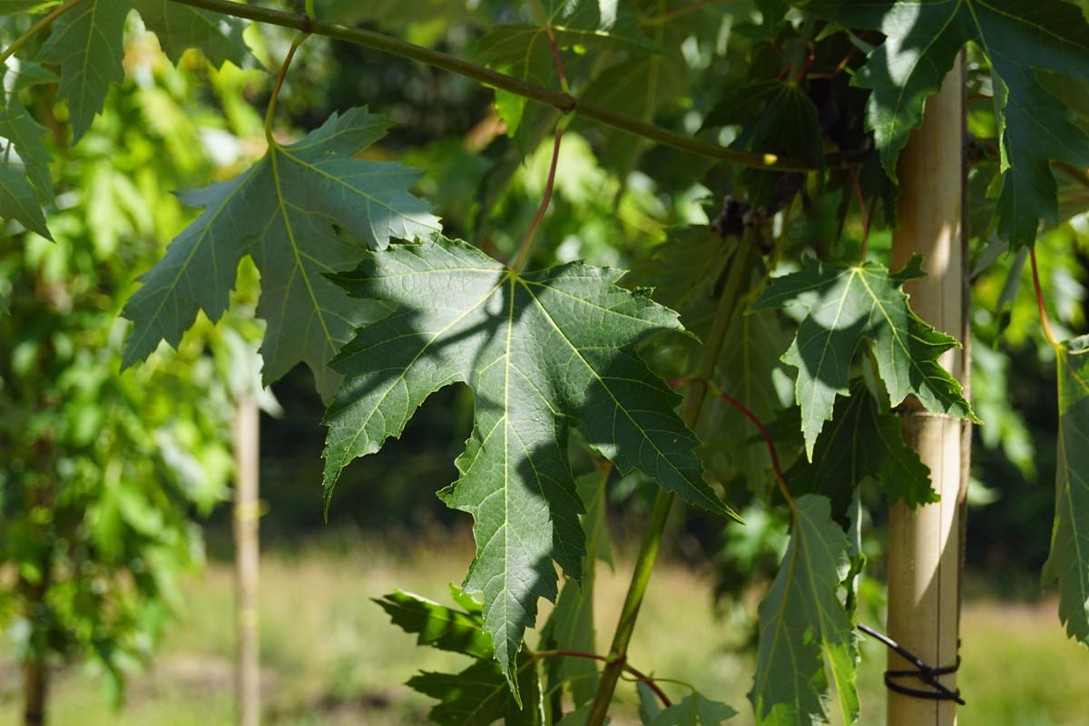 Acer saccharinum 'Pyramidale' op stam stam