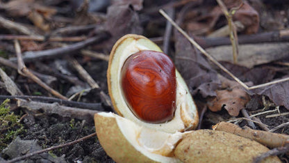 Aesculus carnea 'Briotii' meerstammig / struik