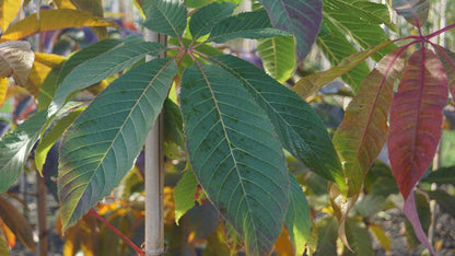 Aesculus chinensis op stam blad