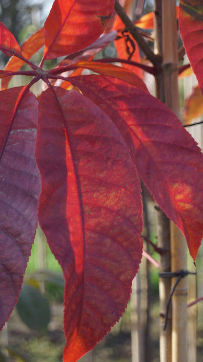 Aesculus chinensis op stam herfstkleur