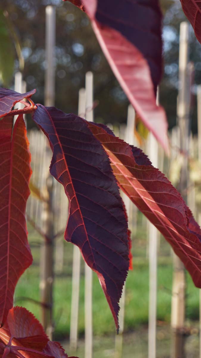 Aesculus chinensis op stam herfstkleur