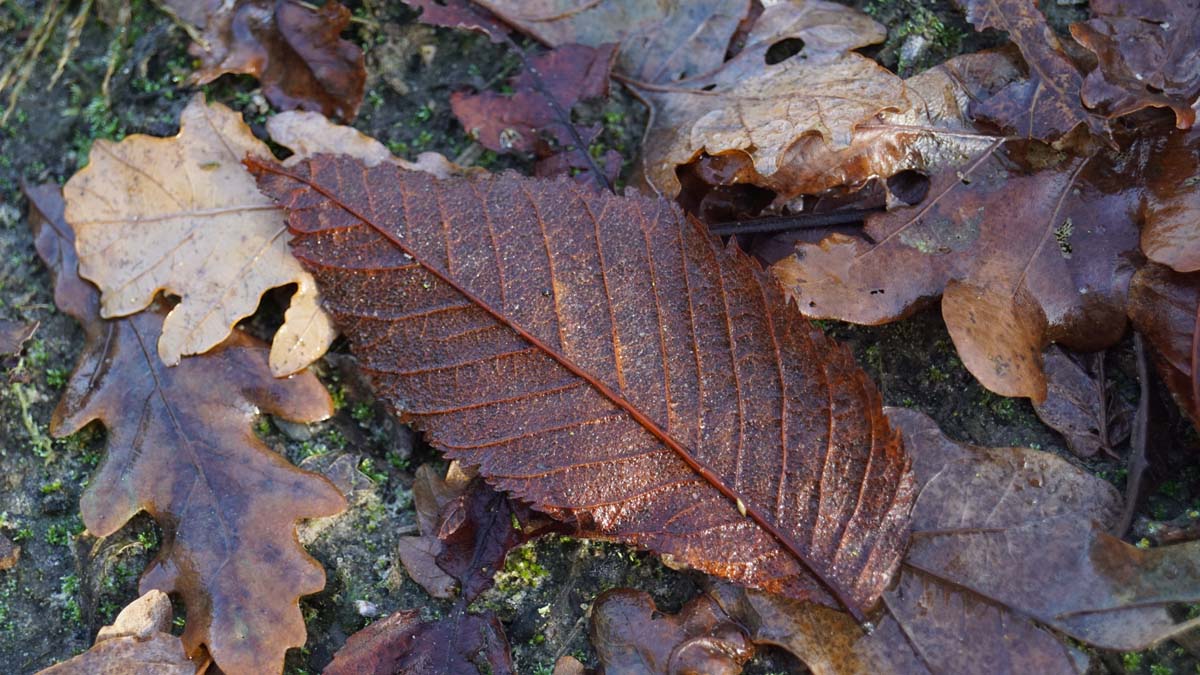 Aesculus flava solitair herfstkleur