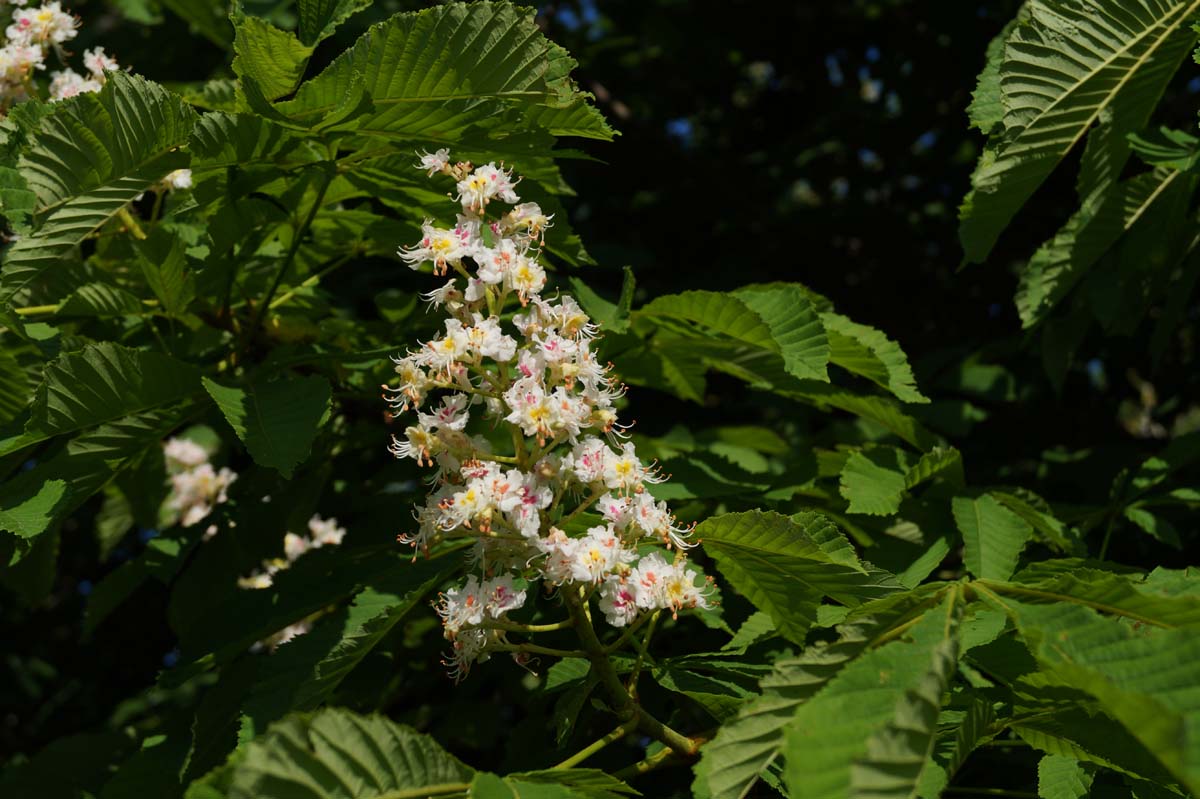 Aesculus hippocastanum dakboom