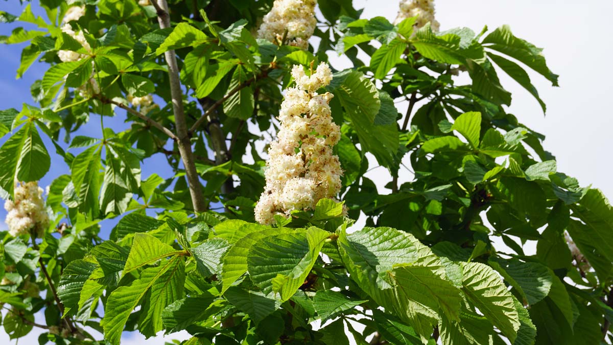 Aesculus hippocastanum 'Baumannii' leiboom bloesem