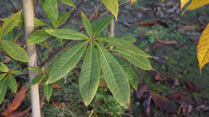 Aesculus indica op stam blad