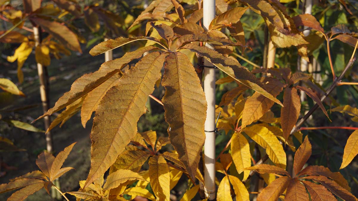 Aesculus indica op stam herfstkleur