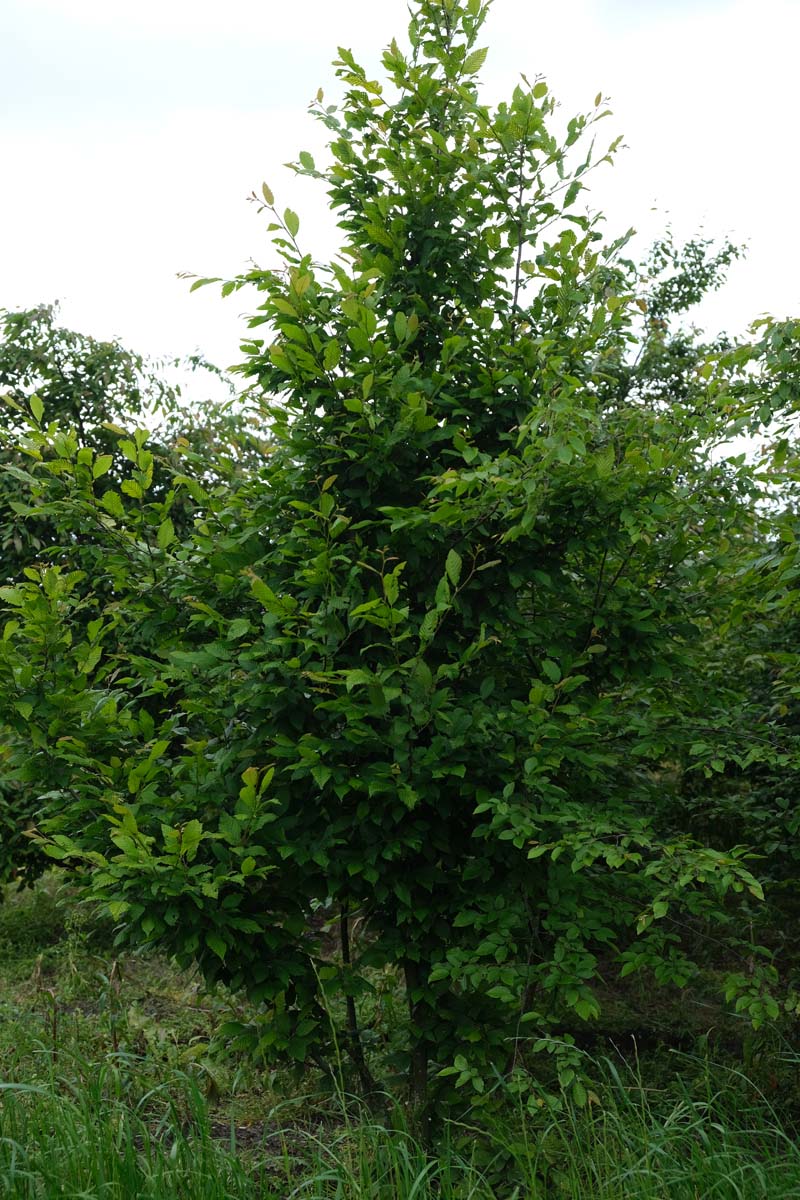 Carpinus turczaninowii meerstammig / struik meerstammig